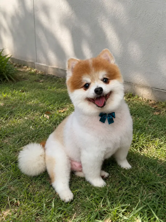 Kay's Pet Grooming — customer photo 8