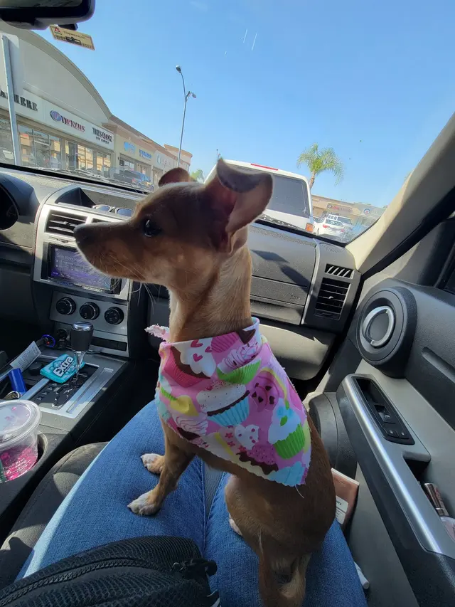 Kay's Pet Grooming — customer photo 12