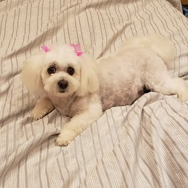 Kay's Pet Grooming — customer photo 1