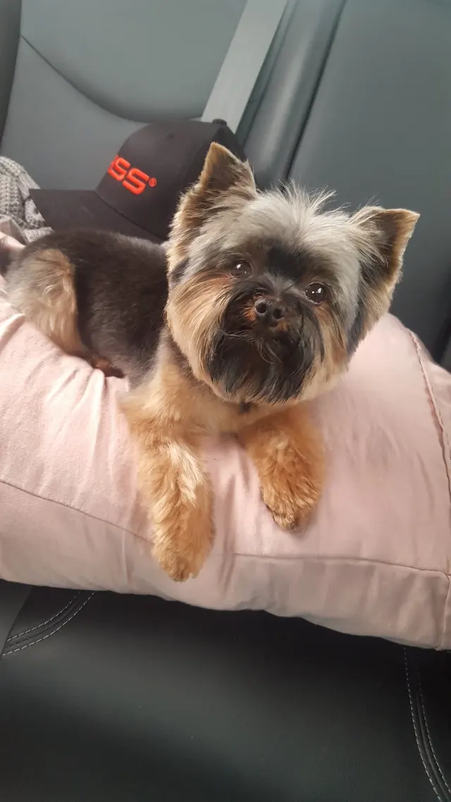 Kay's Pet Grooming — customer photo 5