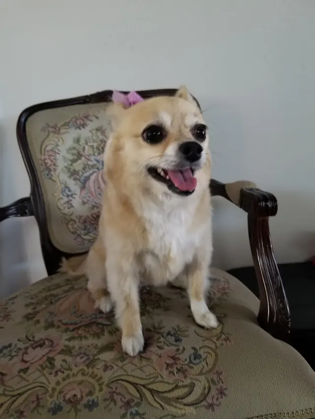 Kay's Pet Grooming — customer photo 11