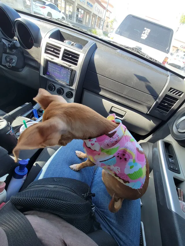 Kay's Pet Grooming — customer photo 9