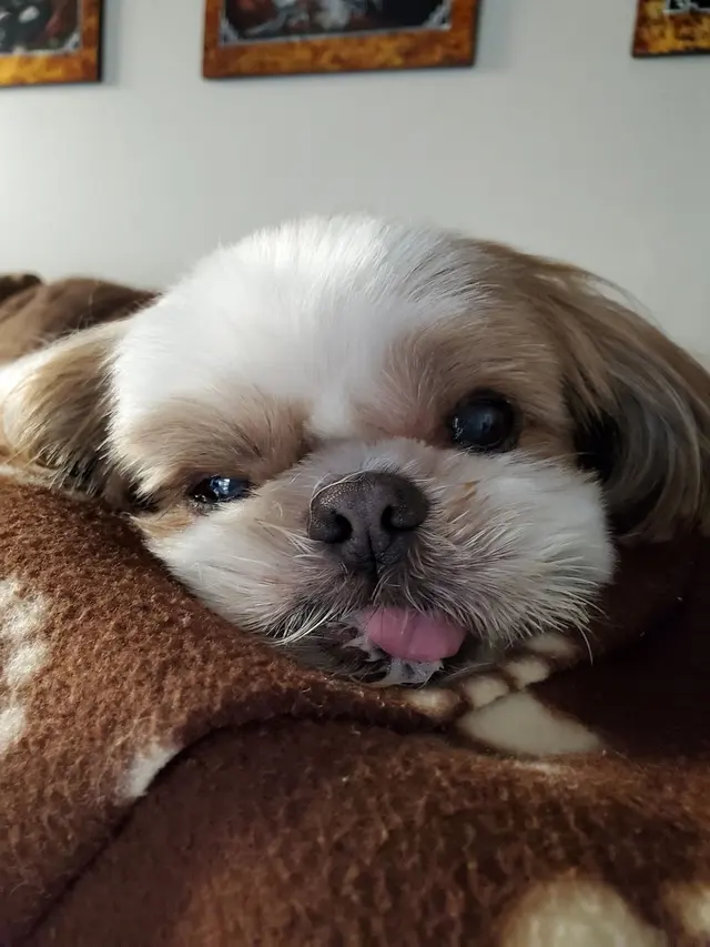 Kay's Pet Grooming — customer photo 7