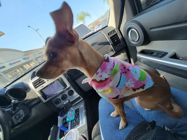Kay's Pet Grooming — customer photo 2