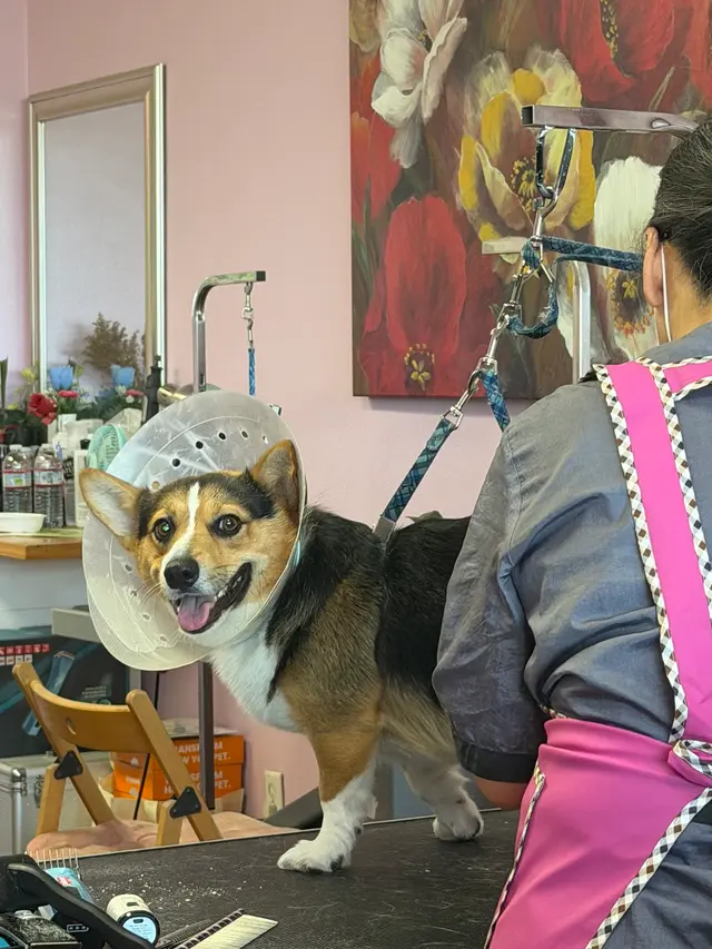 Kay's Pet Grooming — customer photo 6