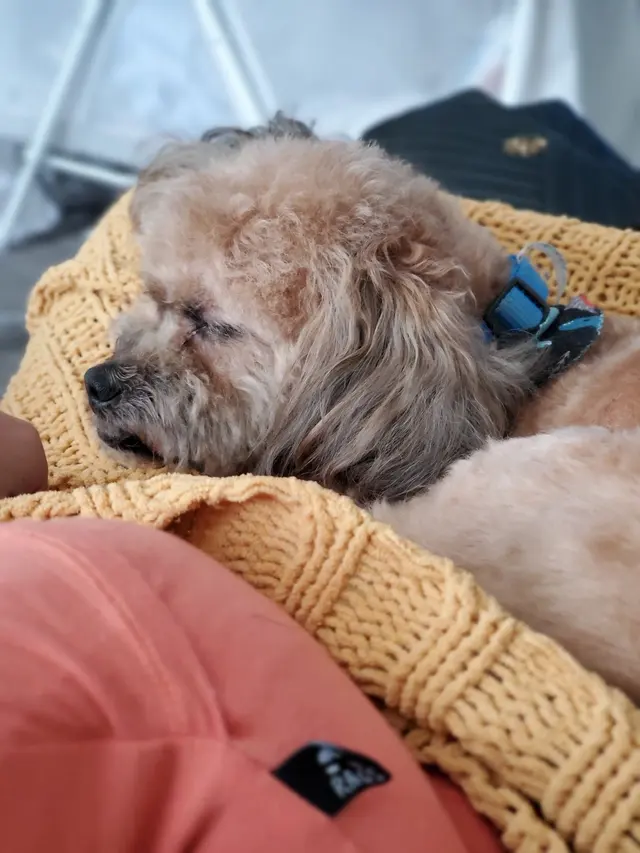 Kay's Pet Grooming — customer photo 4