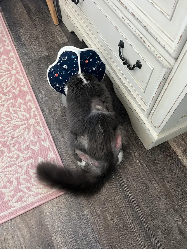 Happy Cat Grooming — customer photo 8