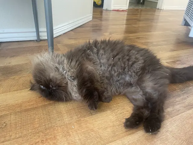 Happy Cat Grooming — customer photo 12