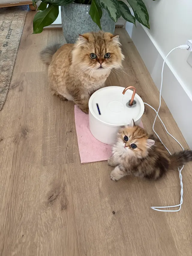 Happy Cat Grooming — customer photo 3