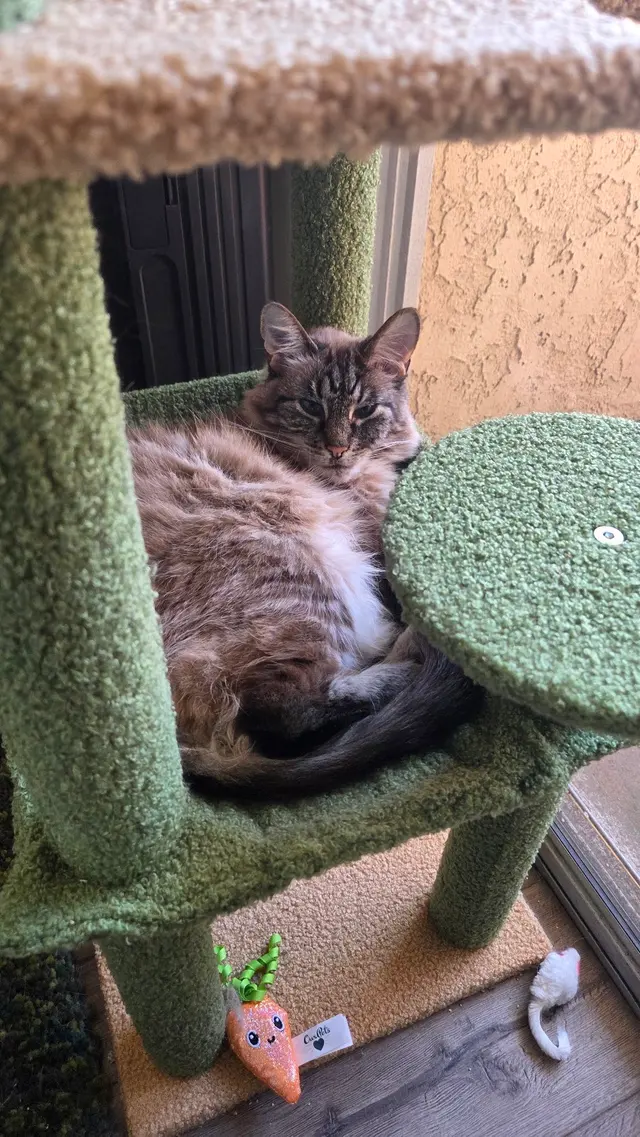 Happy Cat Grooming — customer photo 11