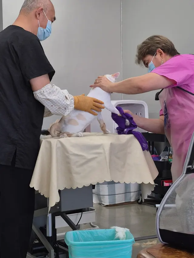 Happy Cat Grooming — customer photo 10