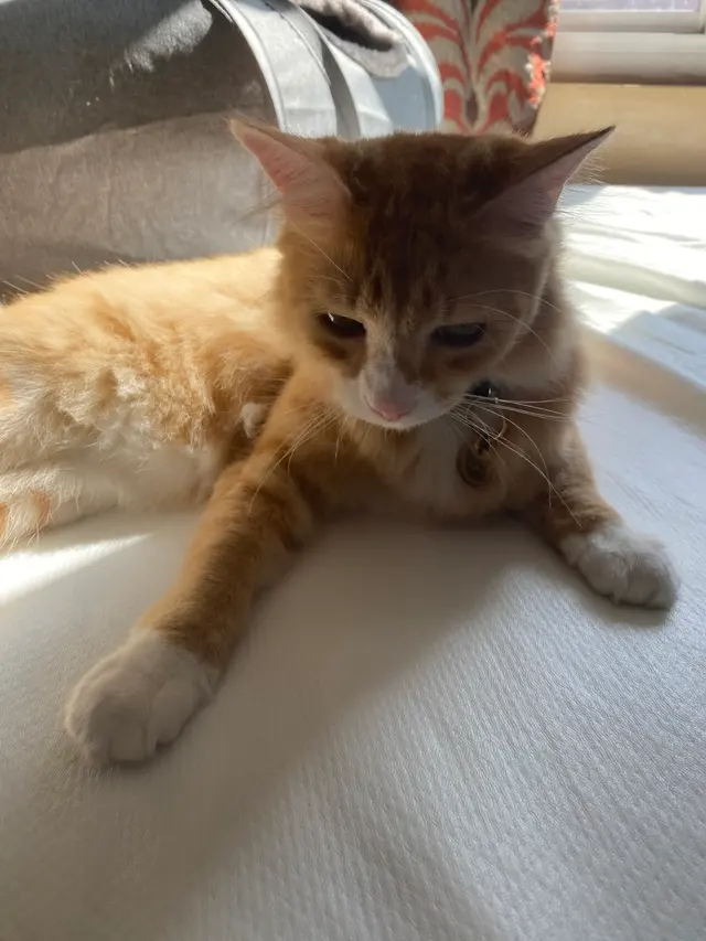 Happy Cat Grooming — customer photo 2