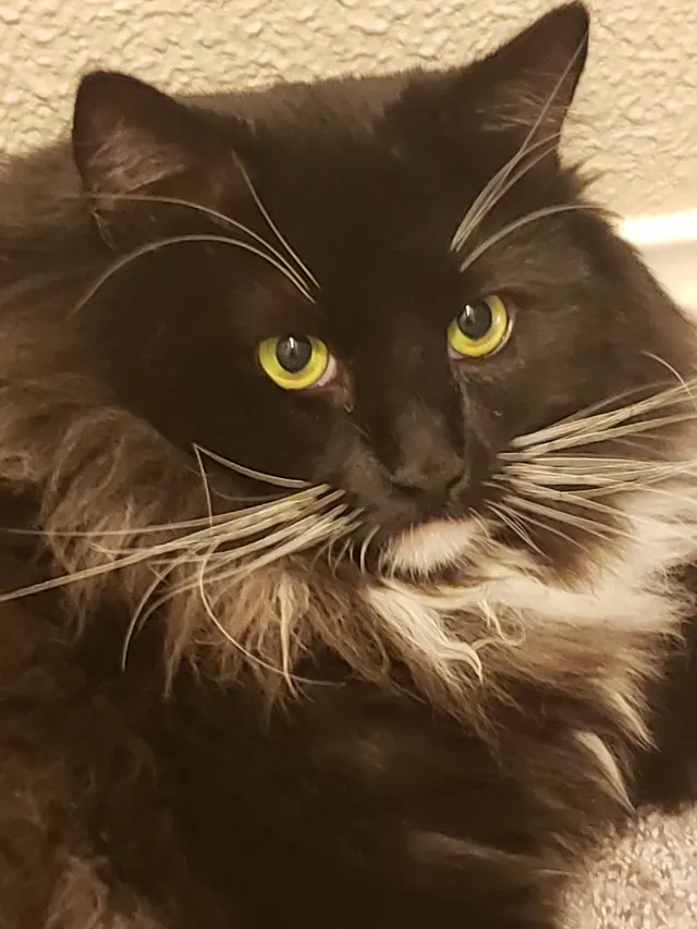 Happy Cat Grooming — customer photo 9