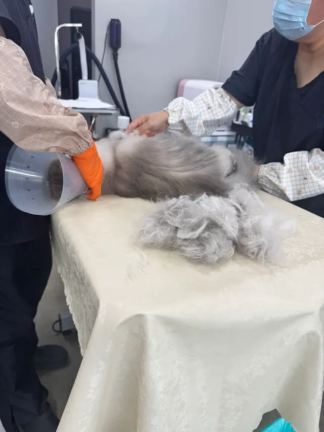 Happy Cat Grooming — customer photo 7