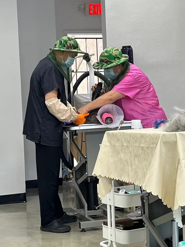 Happy Cat Grooming — customer photo 5