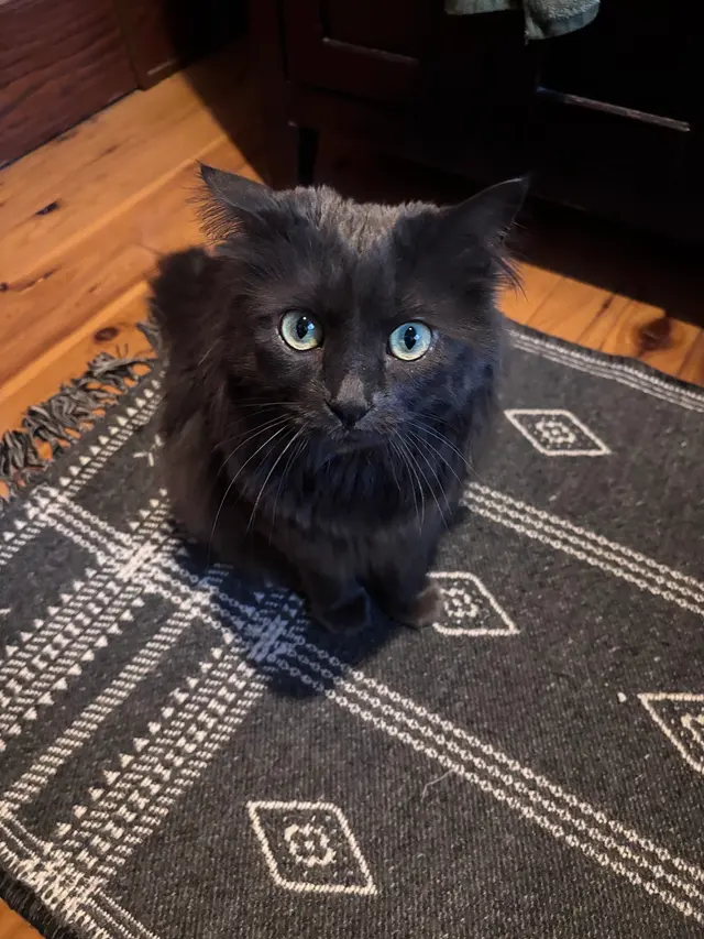 Happy Cat Grooming — customer photo 4