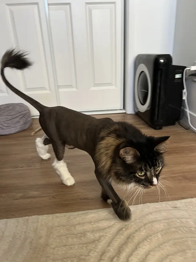 Happy Cat Grooming — customer photo 1