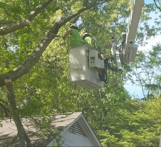 Barone's Tree Pros LLC — photo from the business 6
