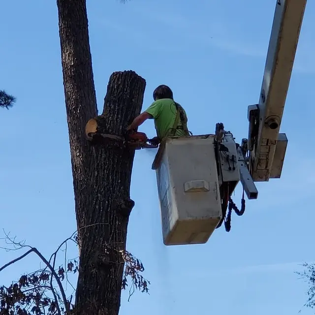 Barone's Tree Pros LLC — photo from the business 9