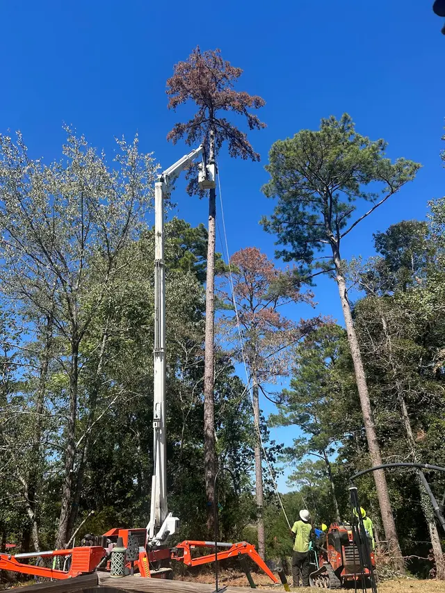 Barone's Tree Pros LLC — customer photo 4
