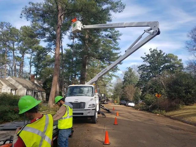 Barone's Tree Pros LLC — photo from the business 2