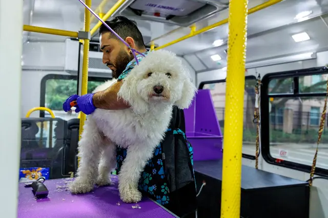 Lucky Dog Mobile Groomers – Wichita, KS — photo from the business 6