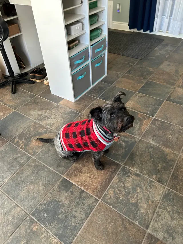 Lucky Dog Mobile Groomers – Wichita, KS — customer photo 4