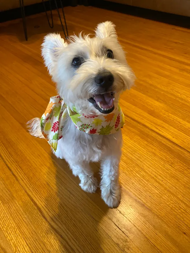 Lucky Dog Mobile Groomers – Wichita, KS — customer photo 3