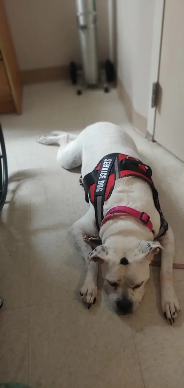 Customer photo of work by Lucky Dog Mobile Groomers – Wichita, KS, from Donna J Wamsley's review