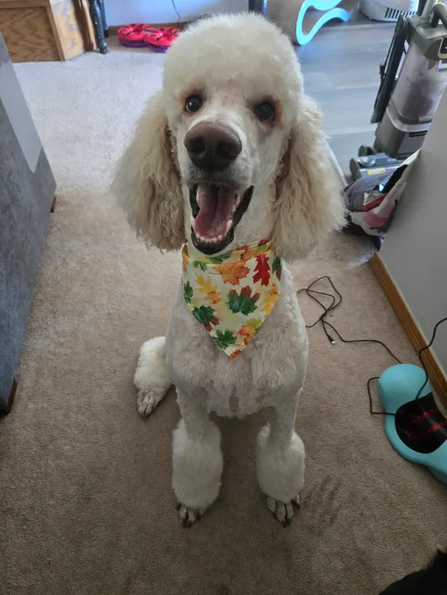 Lucky Dog Mobile Groomers – Wichita, KS — customer photo 7