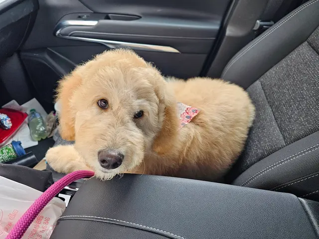 PawPrints Pet Supply — customer photo 10
