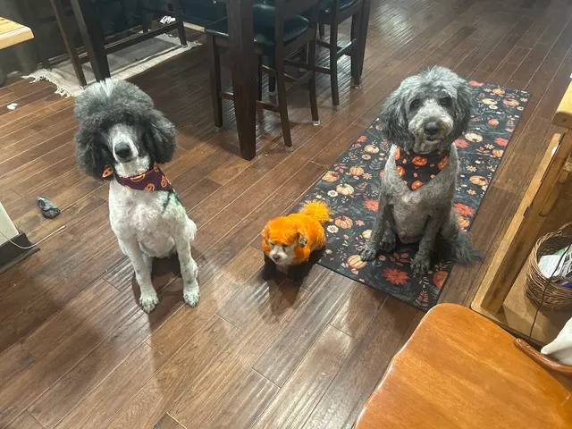 Customer photo of work by K'sPupParlor, from James White's review