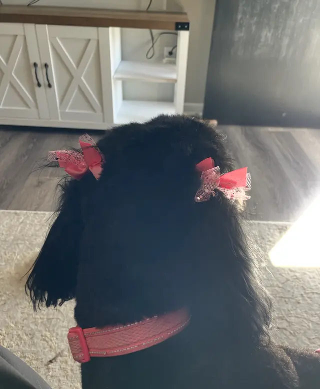 Customer photo from Carson's review