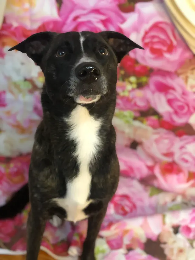 K'sPupParlor — photo from the business 6