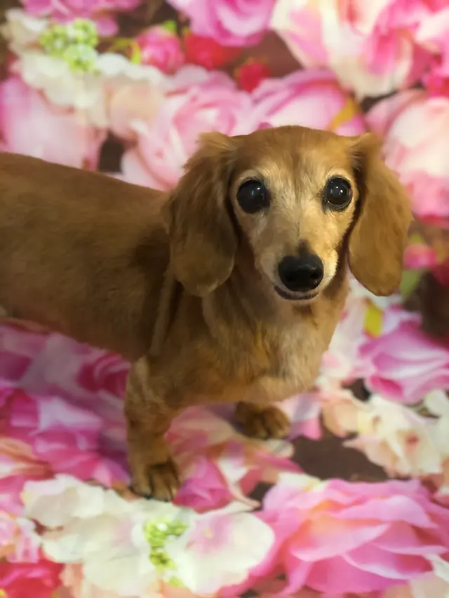 K'sPupParlor — photo from the business 7