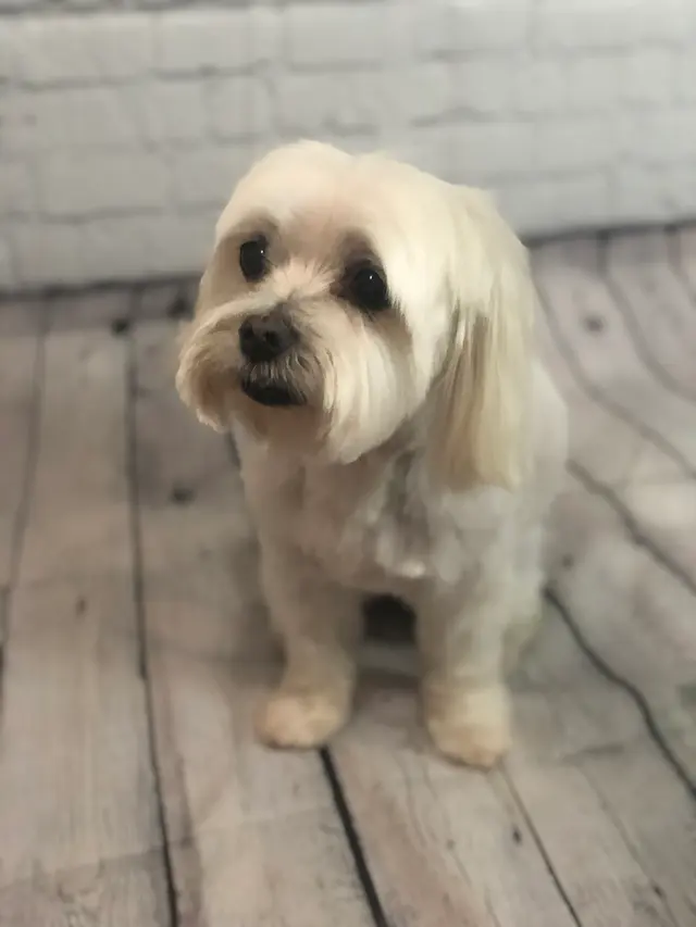 K'sPupParlor — photo from the business 12