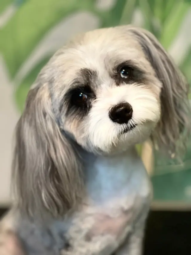 K'sPupParlor — photo from the business 2
