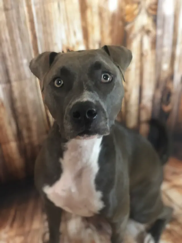 K'sPupParlor — photo from the business 8