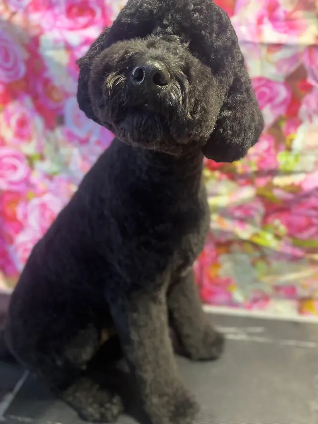 K'sPupParlor — photo from the business 10