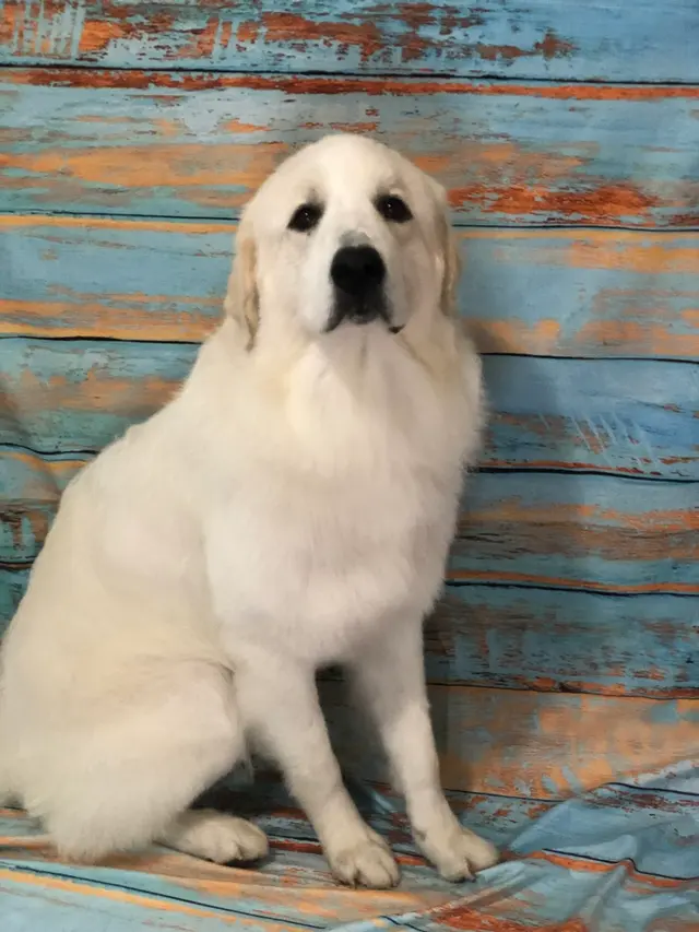 K'sPupParlor — photo from the business 5