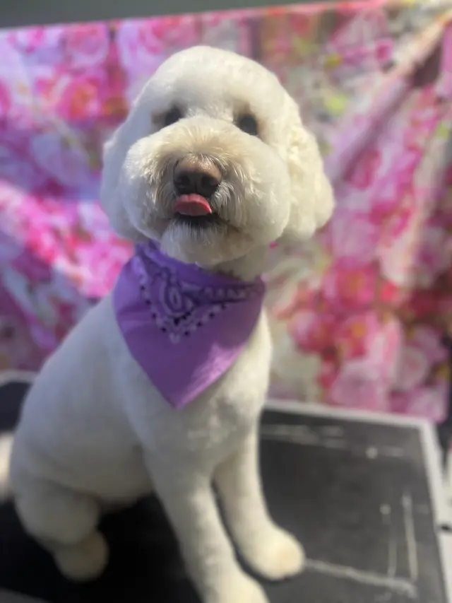 K'sPupParlor — photo from the business 4