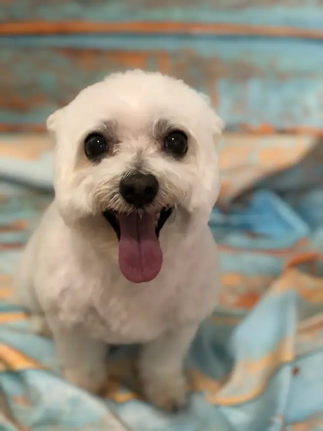 K'sPupParlor — photo from the business 9