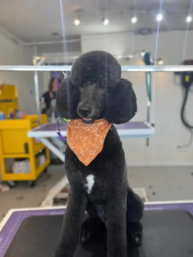 K'sPupParlor — photo from the business 11