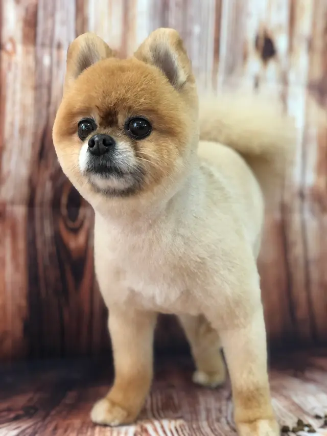 K'sPupParlor — photo from the business 3