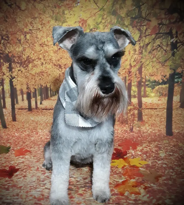 Chisholm Tails Dog Grooming LLC — customer photo 8
