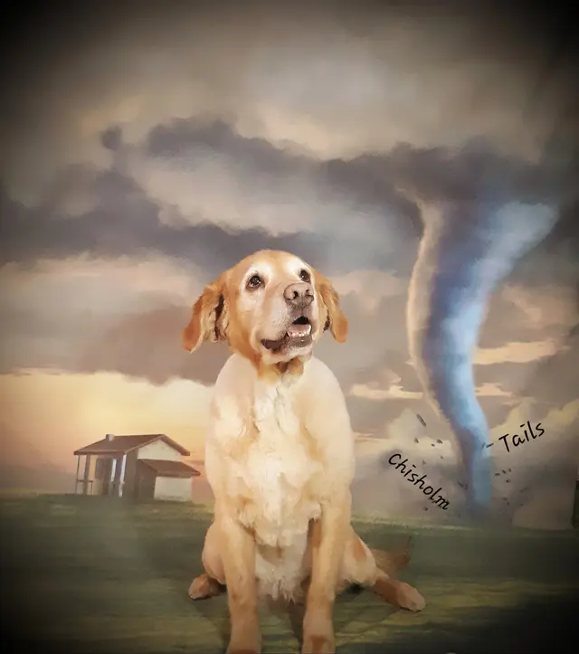 Chisholm Tails Dog Grooming LLC — photo from the business 6