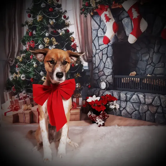 Chisholm Tails Dog Grooming LLC — photo from the business 5