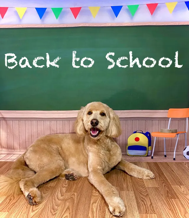 Chisholm Tails Dog Grooming LLC — photo from the business 3
