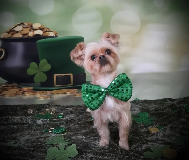 Chisholm Tails Dog Grooming LLC — photo from the business 10