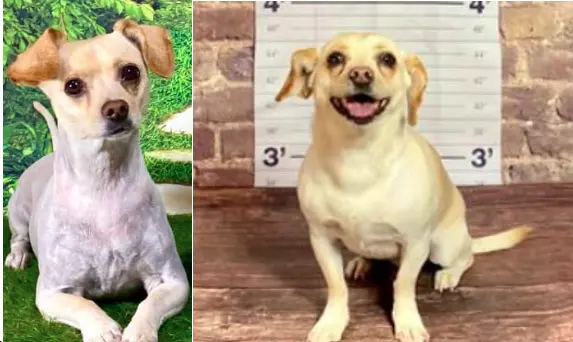 Customer photo of work by Chisholm Tails Dog Grooming LLC, from Christy Estrada's review